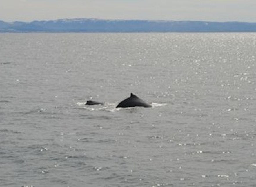 Whale Watching (Walbeobachtungstour)