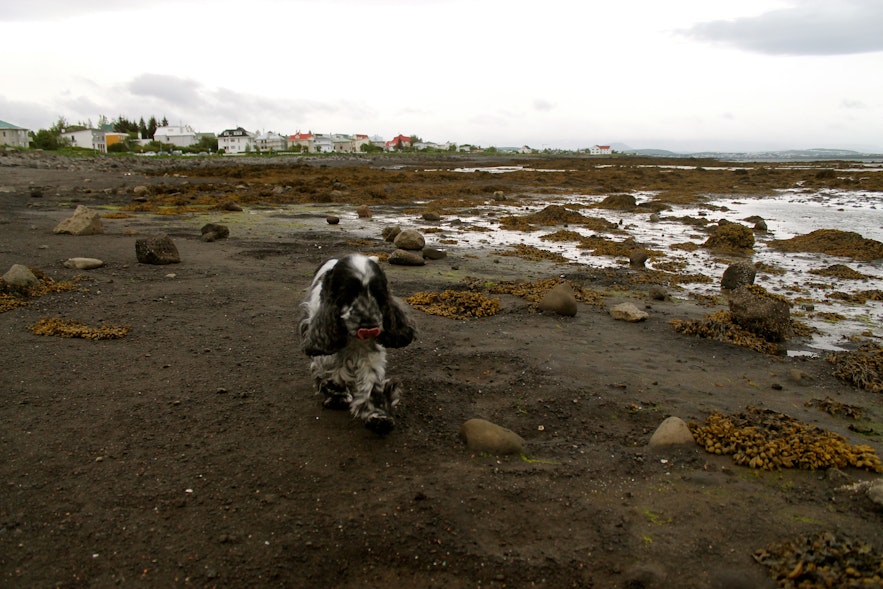ægissíða, seaside in reykjavik