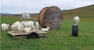 The Icelandic goats preserved at Haafell Farm are of a stock that has been in Iceland since settlement.