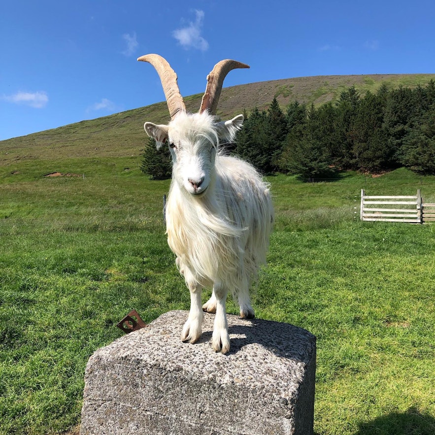 The Icelandic goat is also known as the "settlement goat."