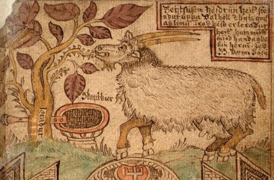 山羊Heiðrún是每个小酿酒坊梦寐以求的宠物。