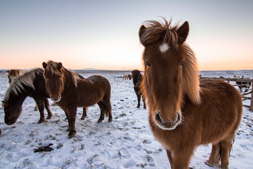 Image result for icelandic horse in winter