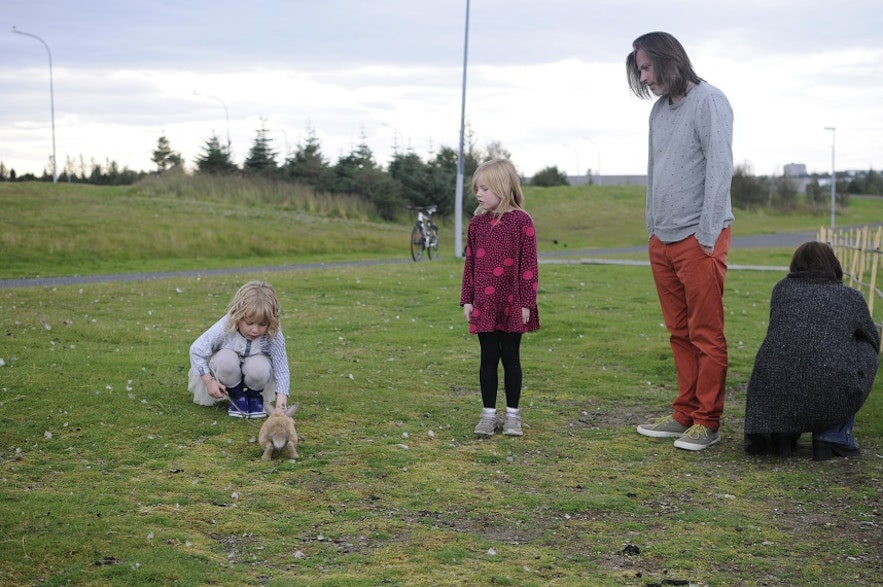 Rabbits in Iceland