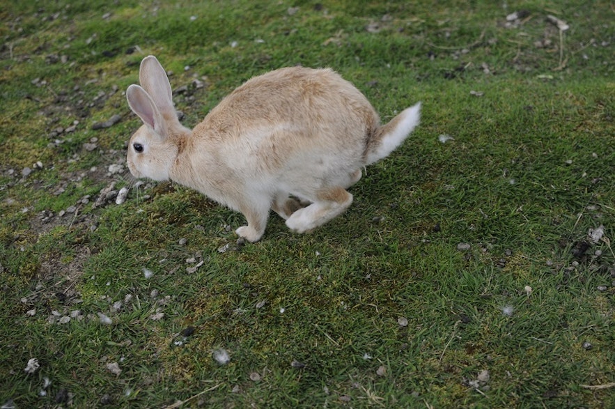 Rabbits in Iceland