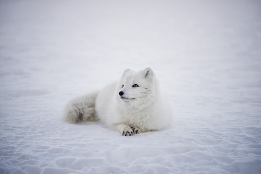 Lis arktyczny w zimowej sierści.