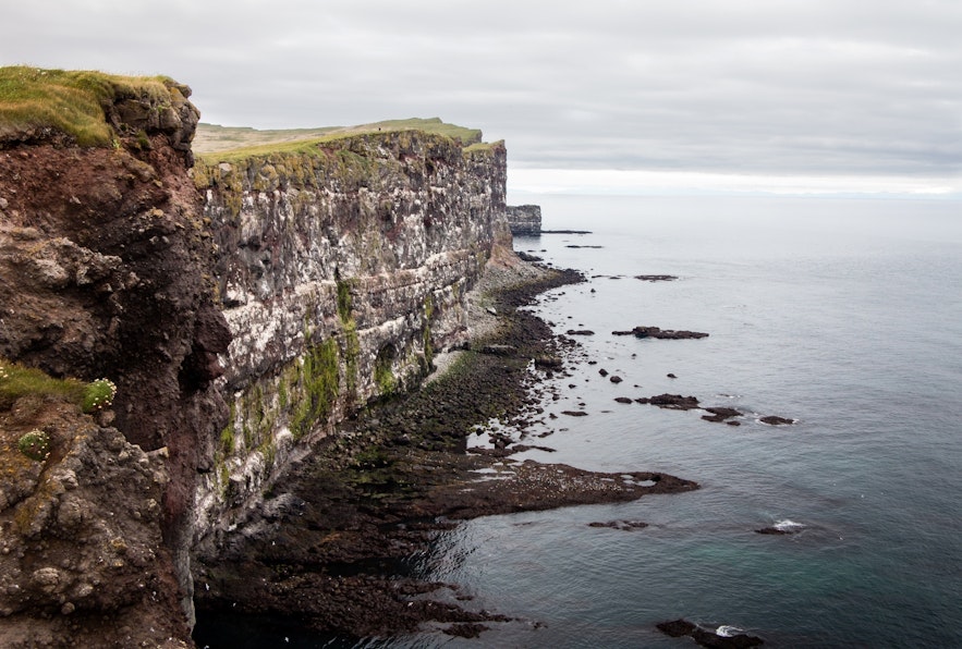 The Latrabjarg cliffs are filled with vibrant birdlife in the summer.