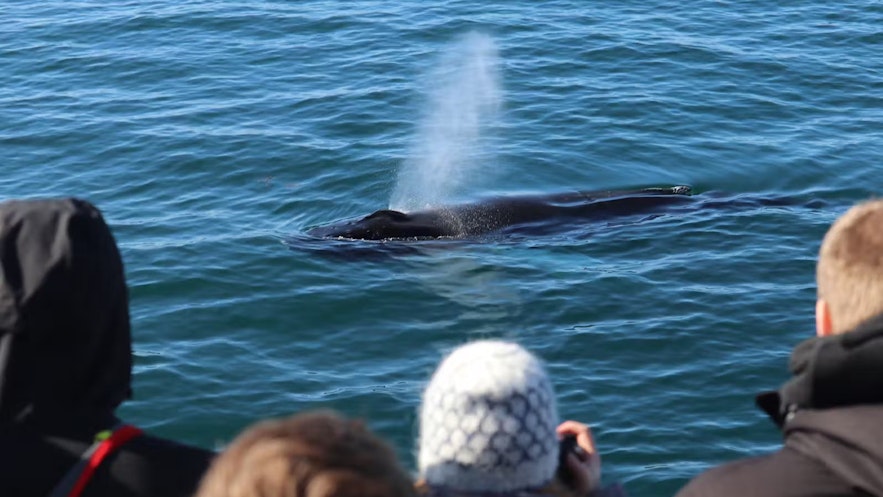 Whale Watching in November is one of the most exciting trips available during the winter months.