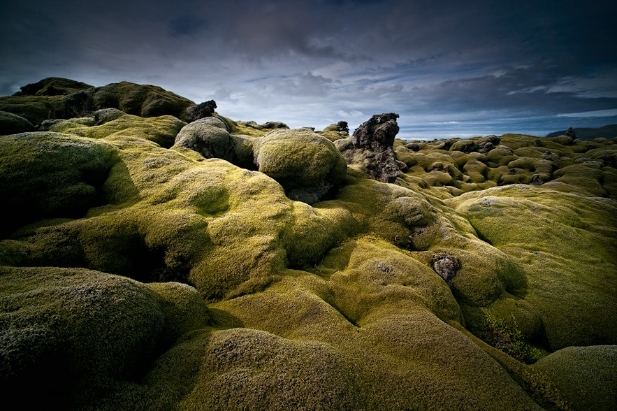 Large parts of the volcanic lava fields on Reykjanes peninsula are covered in moss.