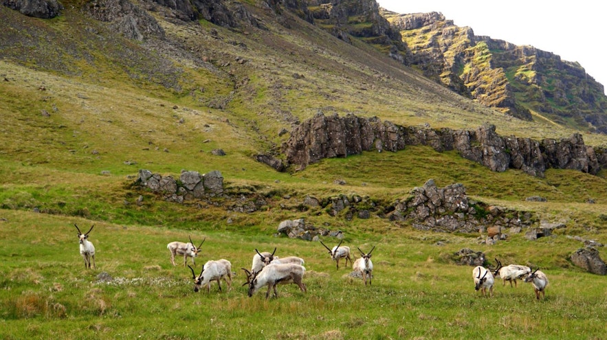 아이슬란드 동부 산 아래 푸른 풀밭에 있는 야생 순록들