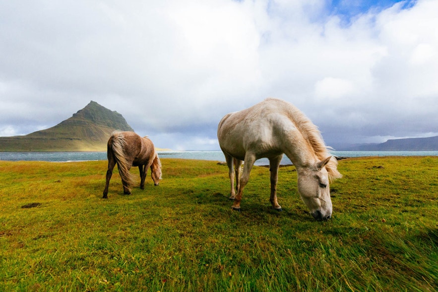 淡季游览冰岛可以节省开支