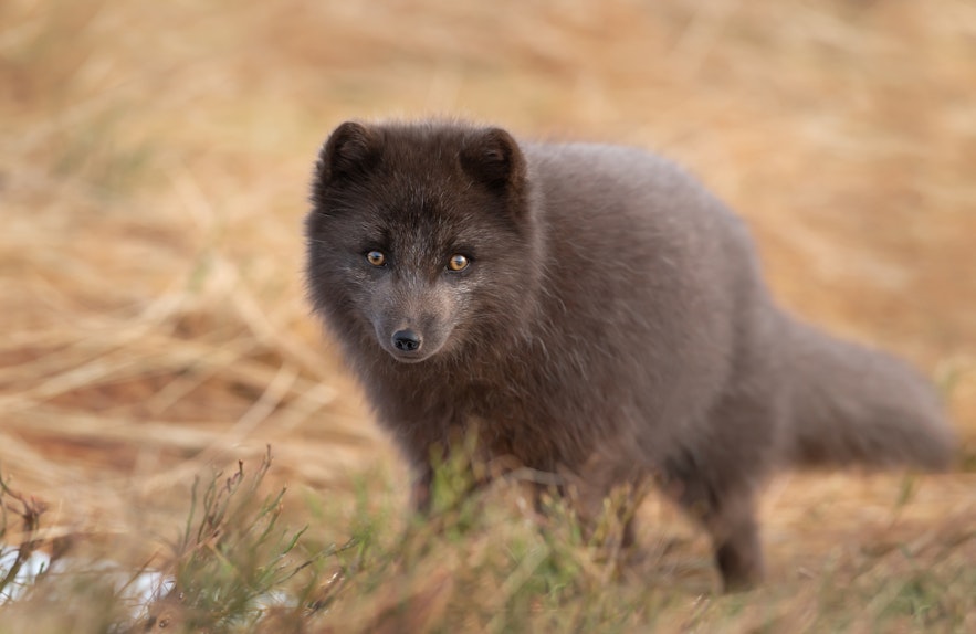 北极狐是冰岛当地唯一的原生哺乳动物。
