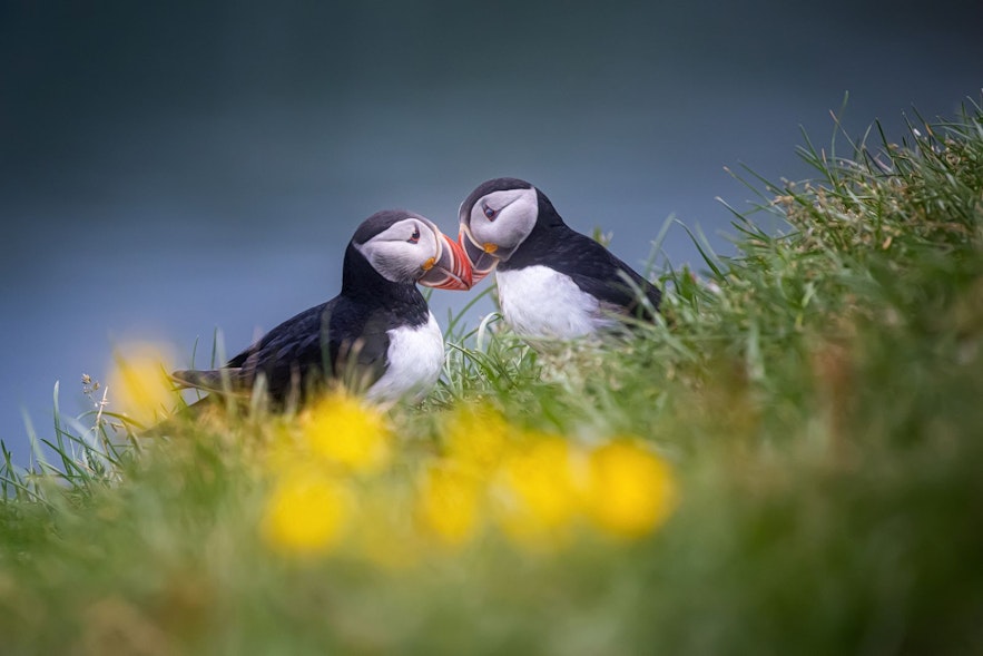 Puffins are know for their beautiful colorful beaks and are quite adorable