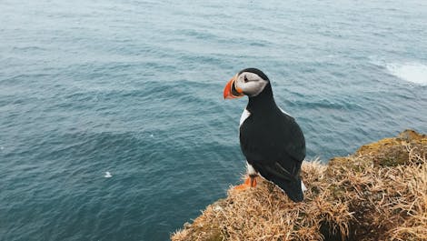 A puffin bird resting atop a cliff in Iceland.