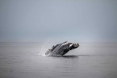A humpback whale surfacing in the Eyjafjordur fjord.