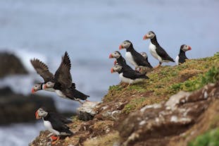A colony of puffins resting on an island near Reykjavik.