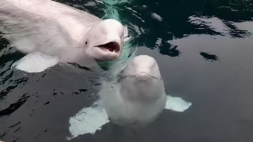Little White and Little Gray are the two Beluga whales you can see at the Sea Life Sanctuary in the Westman Islands