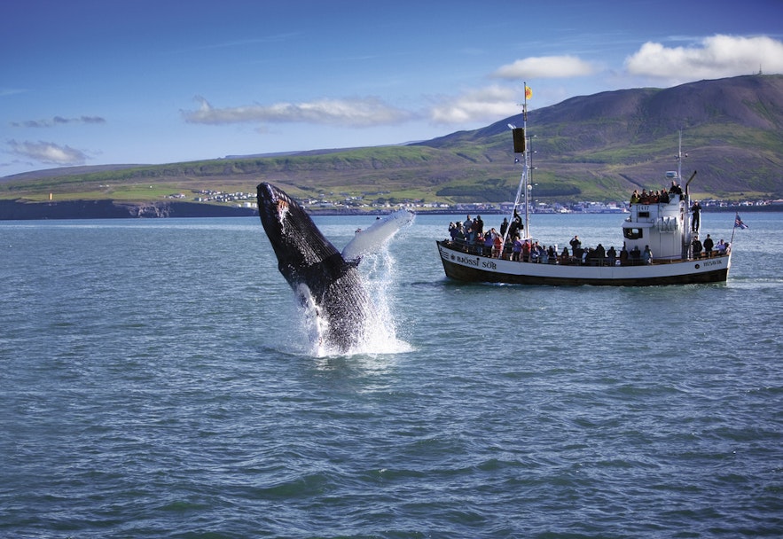 Whale watching in the town of Husavik in Iceland is an amazing experience