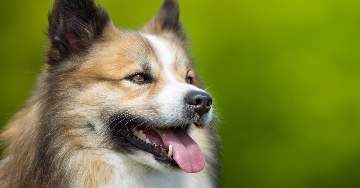 The Icelandic Sheepdog - Everything You Need to Know | Guide to Iceland