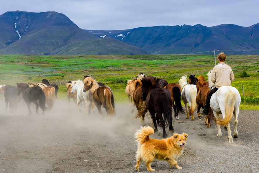 The Icelandic Sheepdog is a hardworking member of Icelandic farms.