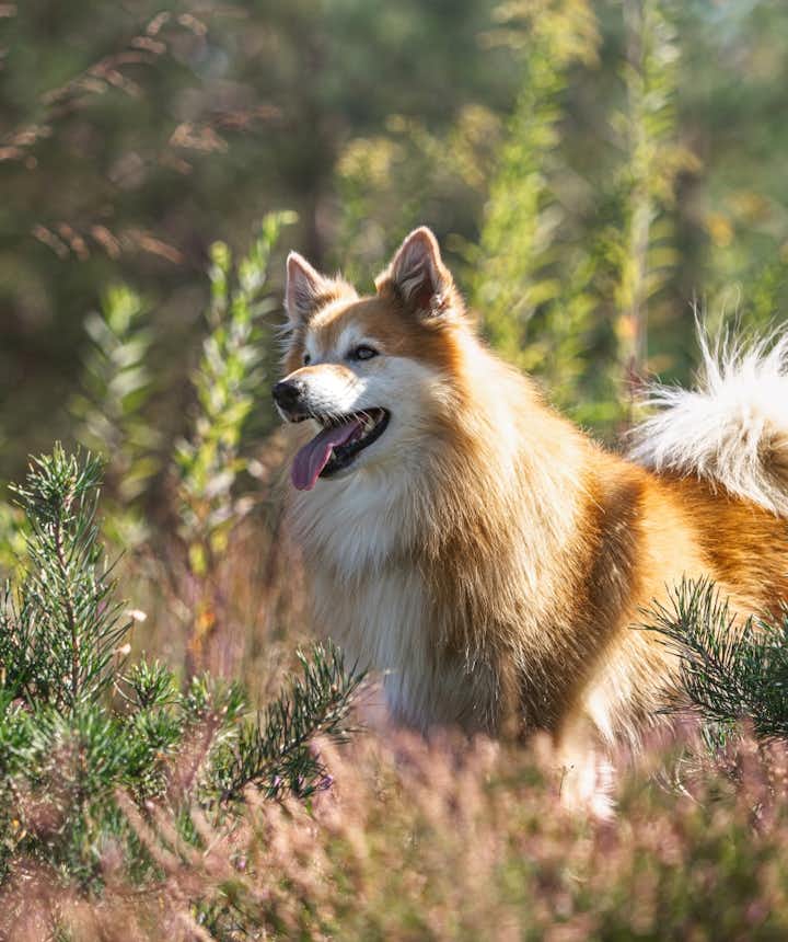 The Icelandic Sheepdog - Everything You Need to Know