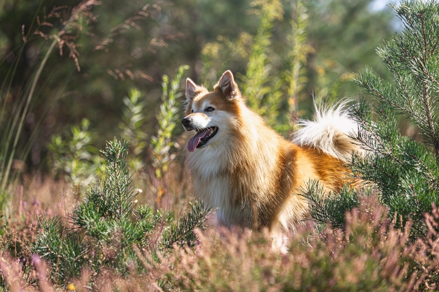 The Icelandic Sheepdog is both energetic and inquisitive. 