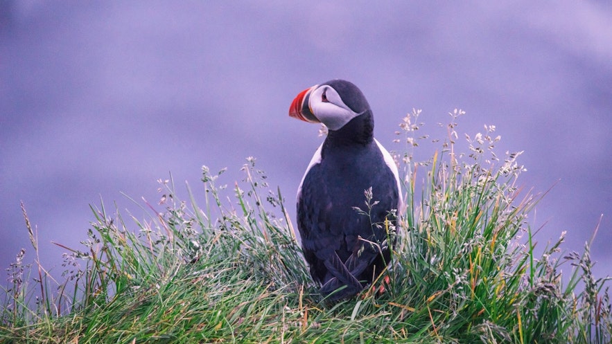 Today, eating puffins is most popular among tourists visiting Iceland, there aren't many locals that eat them regularly.