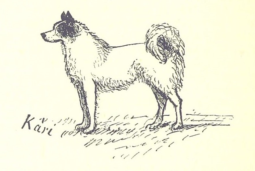 A depiction of the Icelandic Sheepdog Kári from 1882.