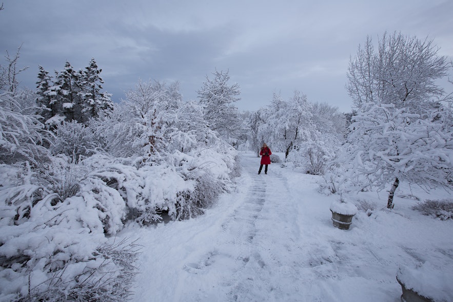 W niektórych latach Islandia miała dużo śniegu w styczniu.