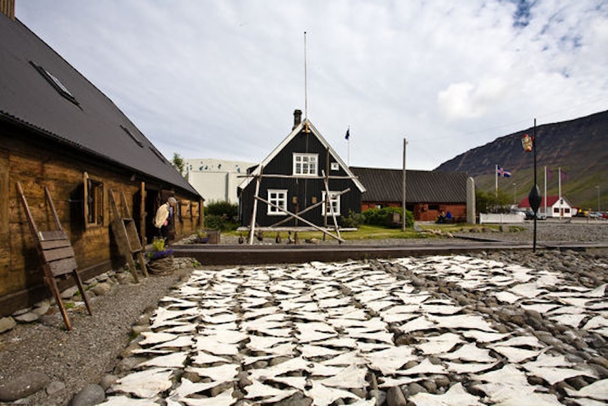 You can sometimes see salted fish being worked outside the Westfjord Museum in a traditional manner