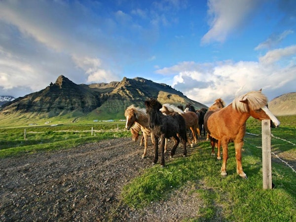 Icelandic horses are common sights outside the Welcome Guesthouse Edinborg.