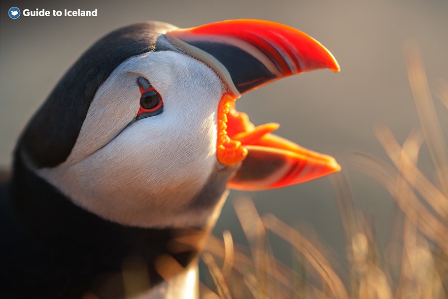 A puffin vocalizes from the cliffs of the Westfjords.