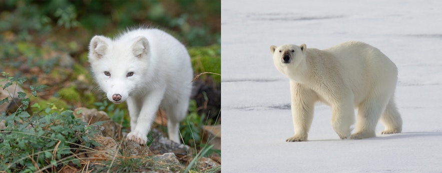 Iceland vs Greenland - Polar bears are native to Greenland, while the Arctic fox is native to Iceland