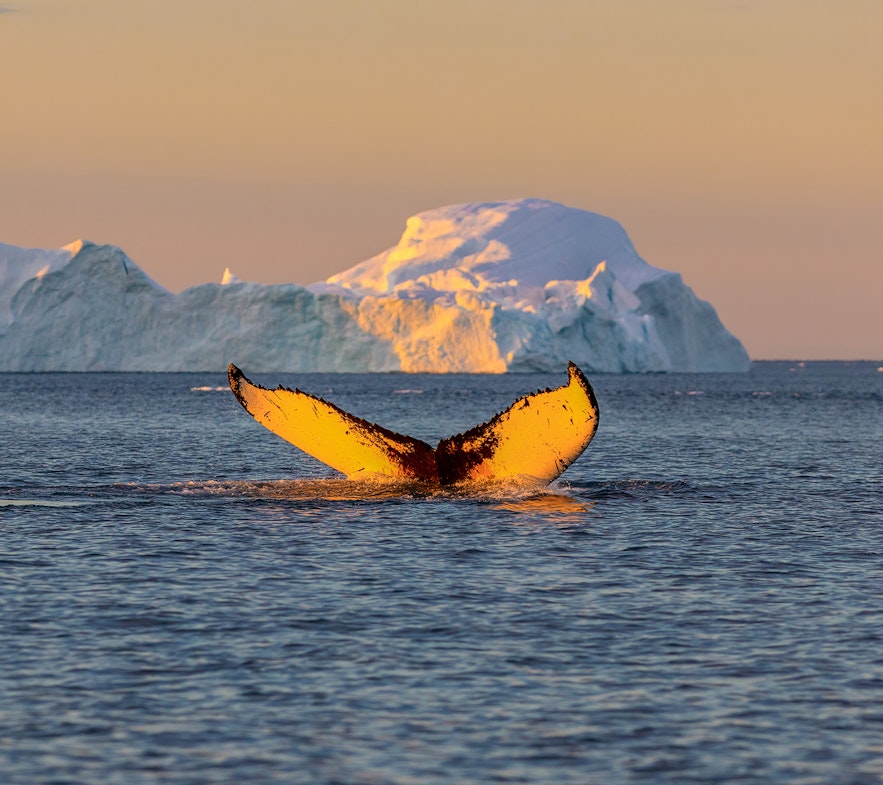 A whale near Illulisat, Greenland