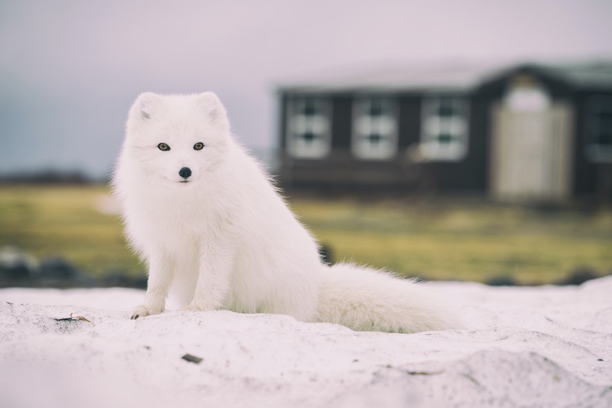 Arctic fox reside in the Northern Westfjords of Iceland