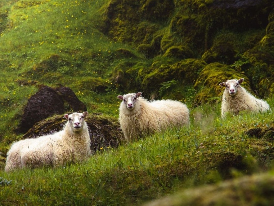 Icelandic sheep can be found all over Iceland