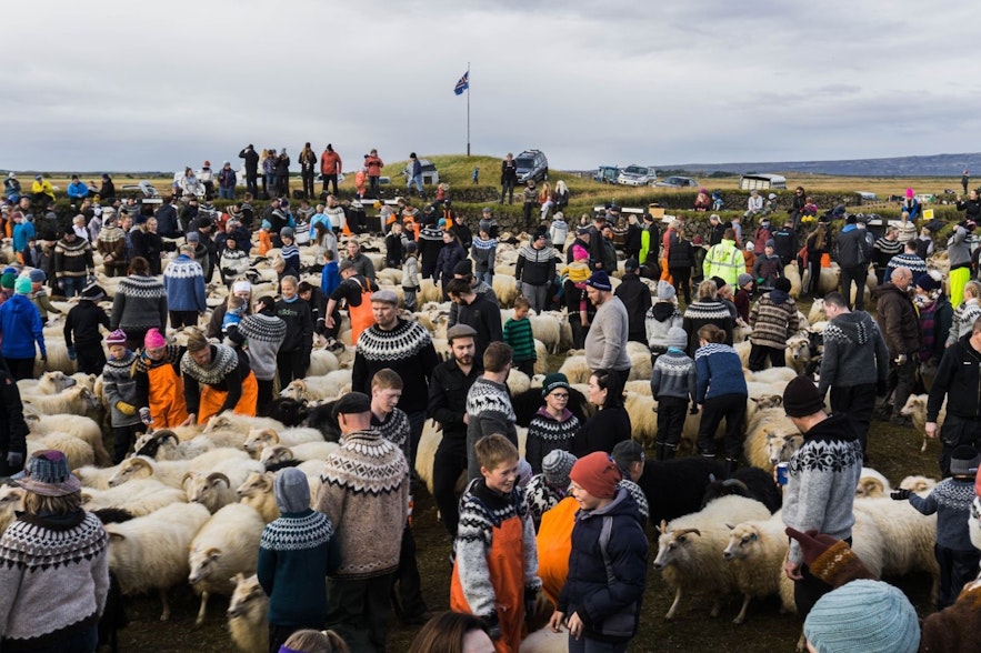 Lopapeysa在冰岛的文化活动中非常受欢迎，比如圈羊节（réttir）。
