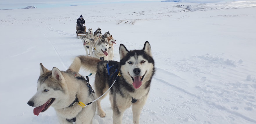 Glückliche sibirische Huskys auf einer Hundeschlittentour in Island