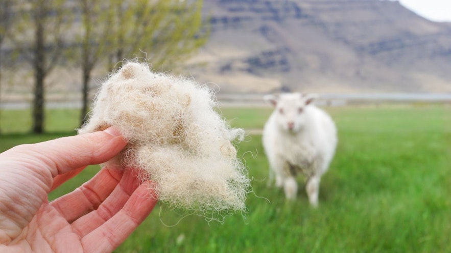 传统冰岛毛衣必须用冰岛羊的新鲜羊毛制作。