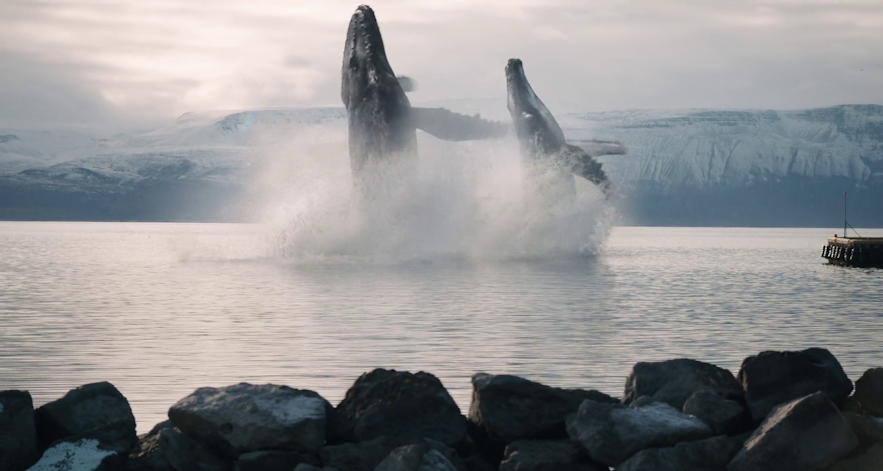 L'observation des baleines est très populaire à Husavik et dans le film, le personnage de Will Ferrell parle aux baleines !