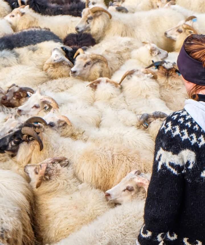 Lopapeysa: Ultimate Guide to Traditional Icelandic Sweaters and Wool