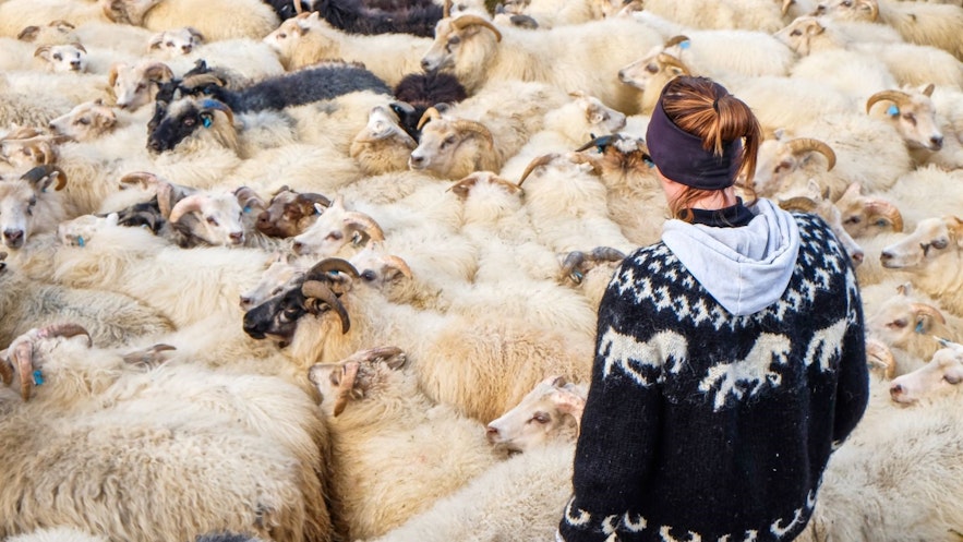 独特的冰岛绵羊是冰岛及其文化不可或缺的一部分