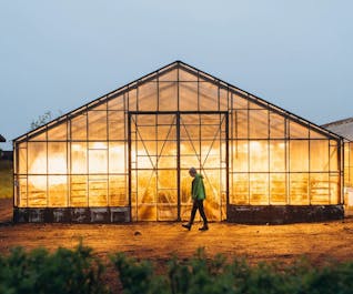 Greenhouses in Iceland use geothermal energy to heat up, even in winter.