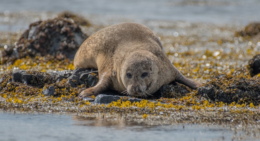 Ytri-Tunga is the best place in Iceland to see seals.