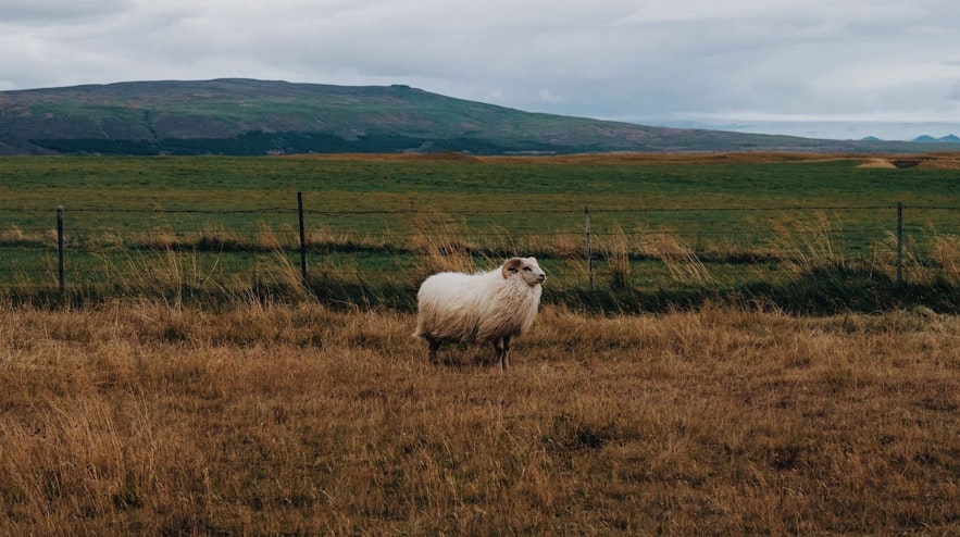 夏季游览冰岛时，您会看到很多绵羊。