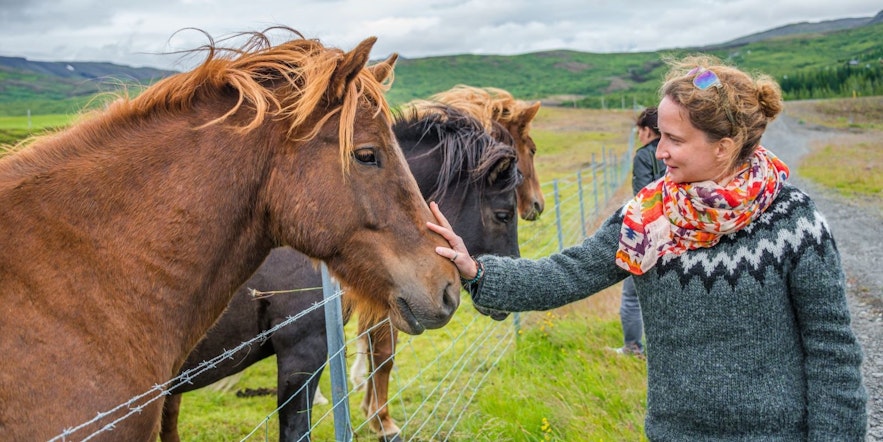 Lopapeysa sweaters are popular attire for horse riding tours in Iceland