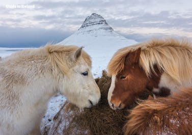 Icelandic horses and Kirkjufell Mountain under a serene winter sky.