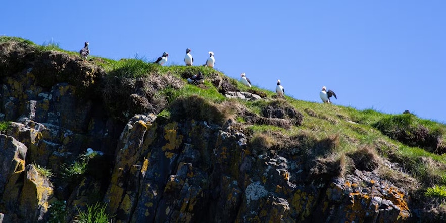 Latem wzdłuż klifów wyspy w zatoce Breidafjordur można dostrzec maskonury.