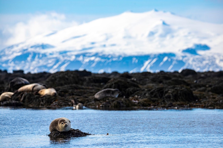 Ytri Tunga是冰岛观赏海豹的绝佳地点，您还能欣赏到斯奈菲尔冰川火山（Snaefellsjokull）的美景。