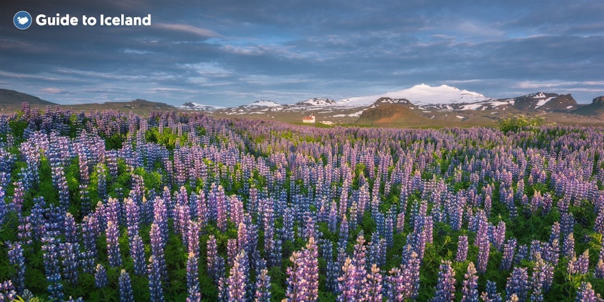 Lupins sprout up around the settlements of Snaefellsnes in spring and summer.