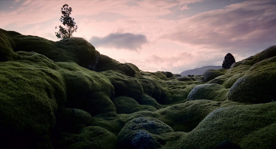 Champ de lave moussue en Islande tel qu'il apparaît dans le film Tree of Life réalisé par Terrence Malick.
